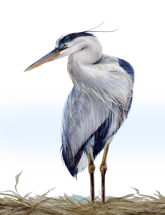 Gentle Keeper blue heron