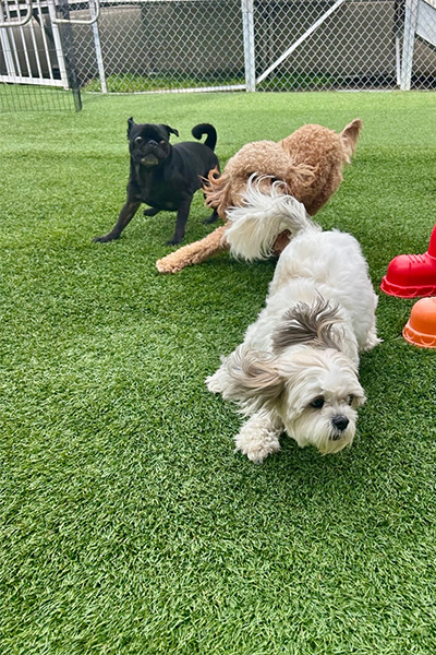 a group of dogs running in the dog daycare yard