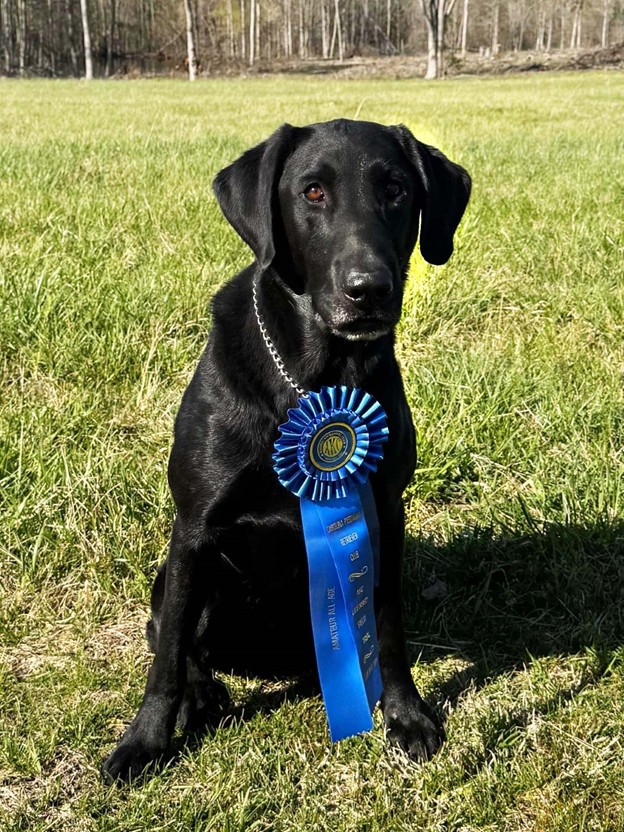 Jeaux, black Labrador retriever
